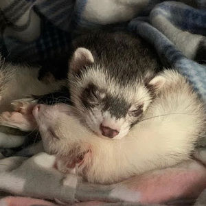 Meet your Posher, Lexbrownie